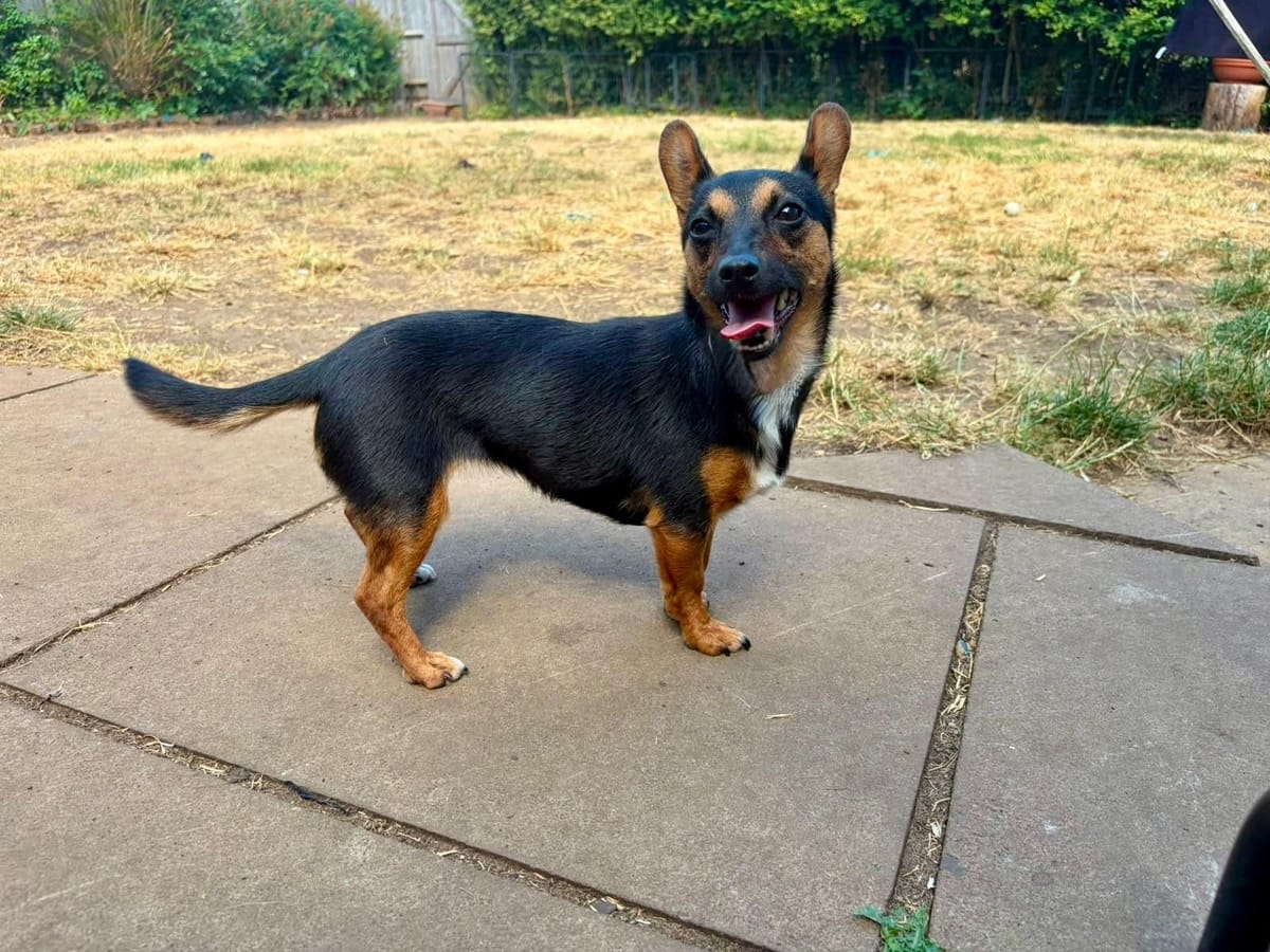 Bexy, a 11 months old unknown Chihuahua available for adoption from Midlands Dog Rescue in Northamptonshire
