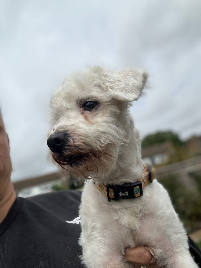 Simon