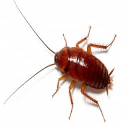 مكافحة الصراصير بجدة – حلول فعّالة وآمنة 100%