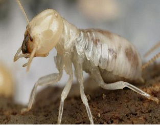 مكافحة النمل الأبيض بجدة – حماية شاملة للمباني والمنازل