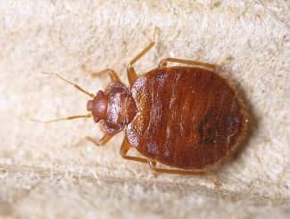 مكافحة بق الفراش بجدة – القضاء النهائي على الحشرة الأكثر إزعاجاً