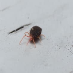 مكافحة العته بجدة – حماية فعّالة للمنازل والمخازن