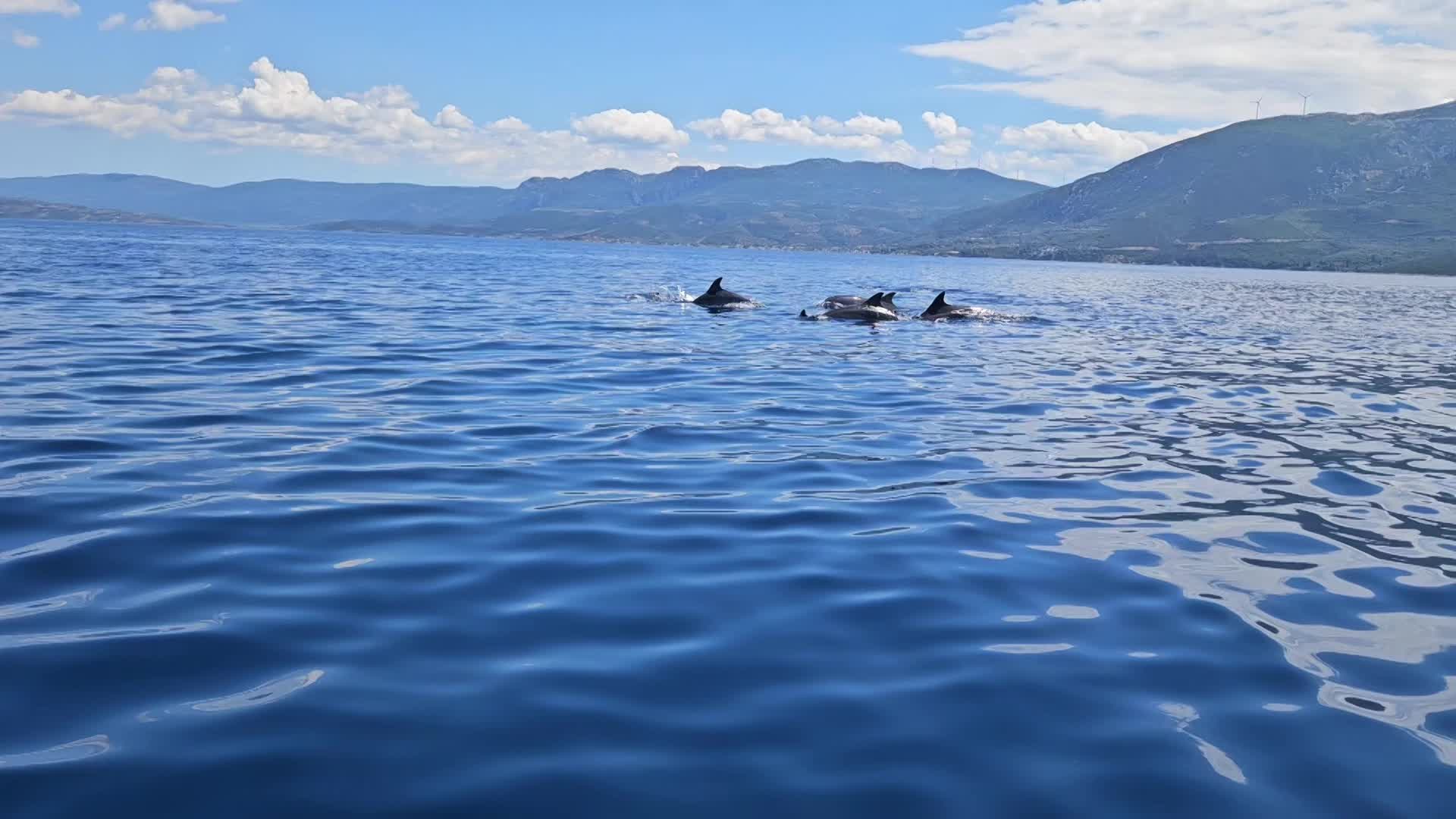 הדולפינים שבמפרץ הסרוני