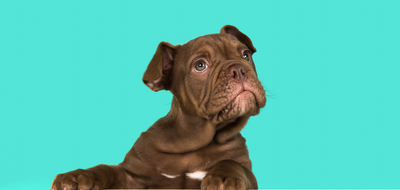 The Essential Role of Regular Dog Grooming in Maintaining Your Pet's Health