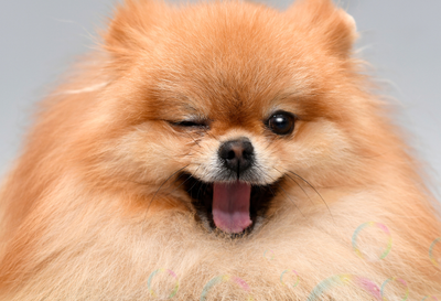 The Great Grooming Debate: Professional Services vs DIY Care