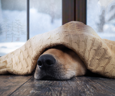 The Importance of Regular Grooming During Winter