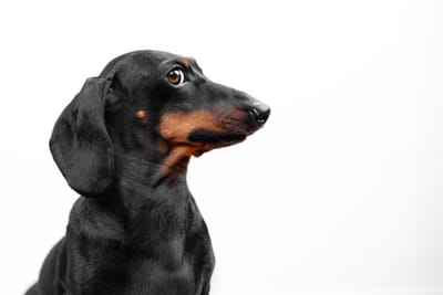 Helping Anxious Dogs Feel Comfortable at the Groomer