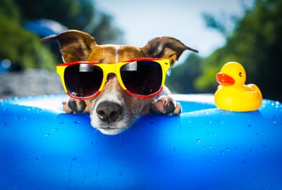 Keep Your Dog Cool and Comfortable: Summer Grooming Tips