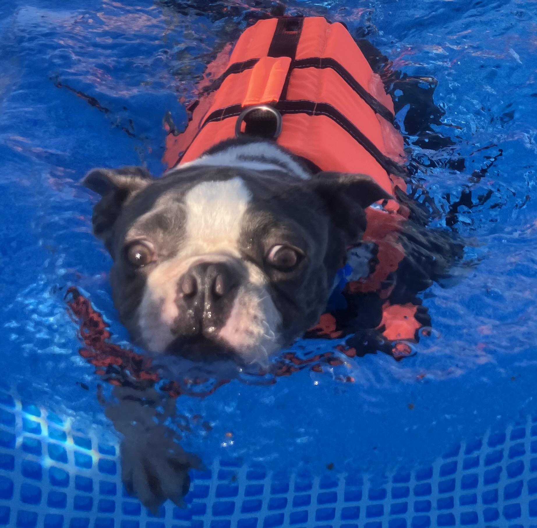 Terms and conditions for Fido Lido (dog pool)