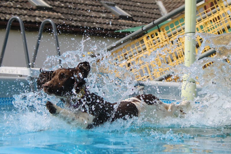 Saturday Morning Indoor Pool Splash and Dash Pool and Field Social