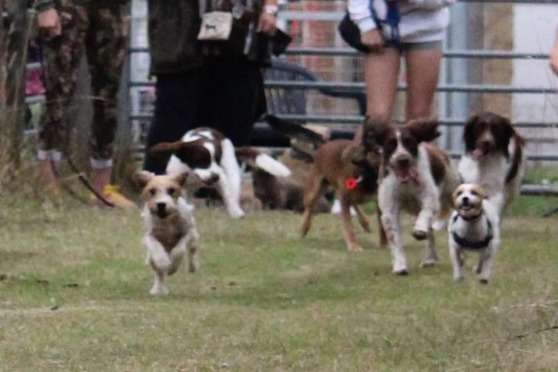 December Unlimited Field