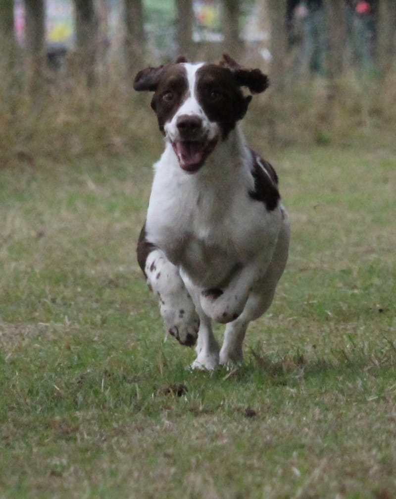 February Unlimited field