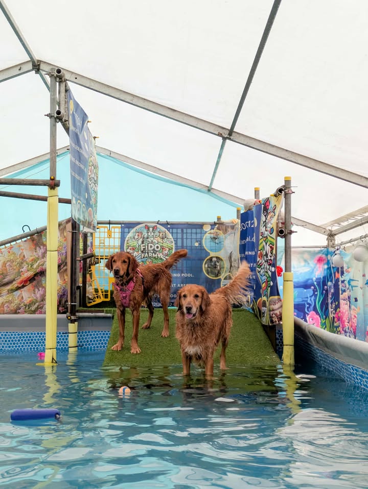 february Unlimited pool and field