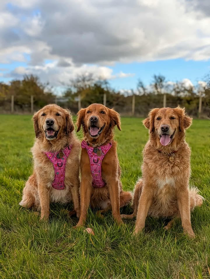 November  Unlimited Field