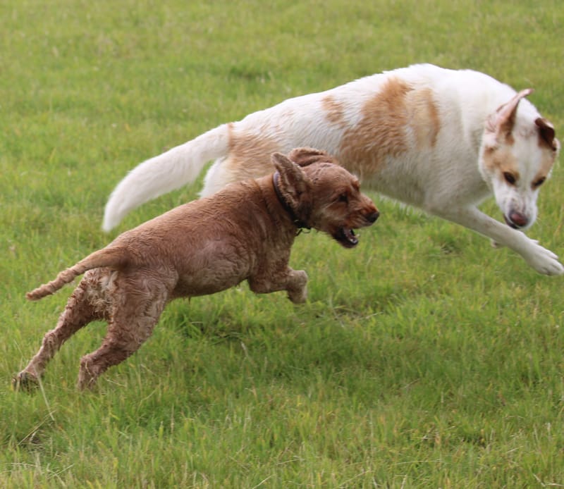 April unlimited field