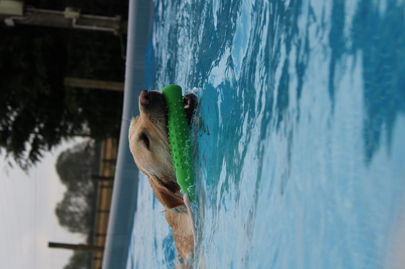 May Unlimited Indoor or Outdoor Pool