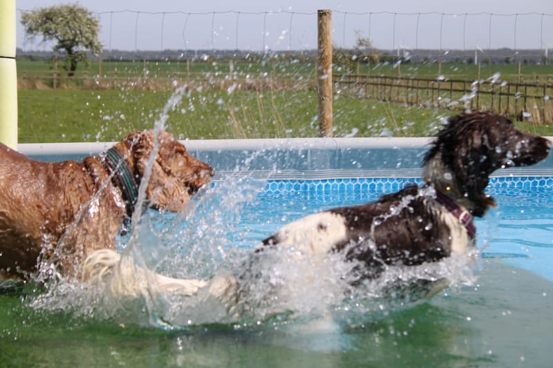 Unlimited Indoor or Outdoor Pool August