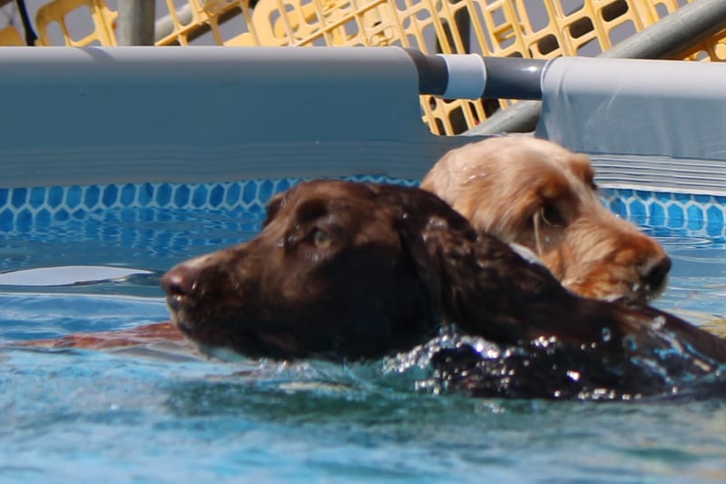 September Sale! Unlimited Indoor or Outdoor Pool