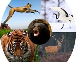 Qi Gong des animaux pré et postnatal