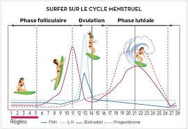 Le cycle féminin dans tous ses états