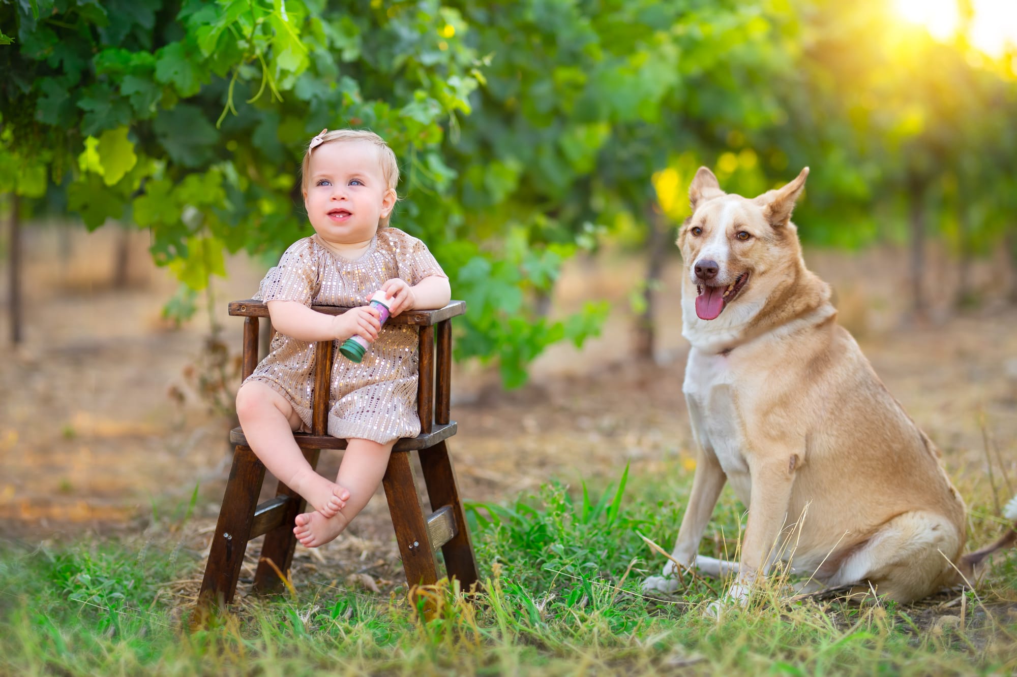 פרטי החבילה