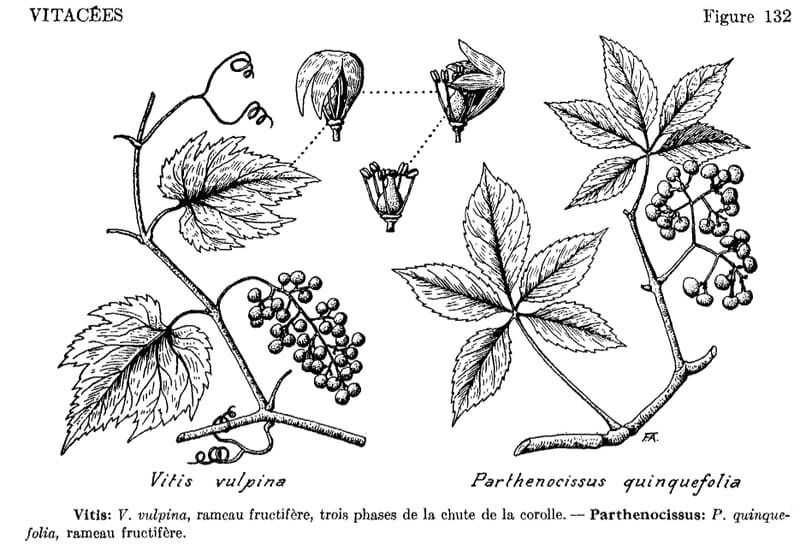 Le 23 mars 2025 (3e dimanche de Carême, année C)