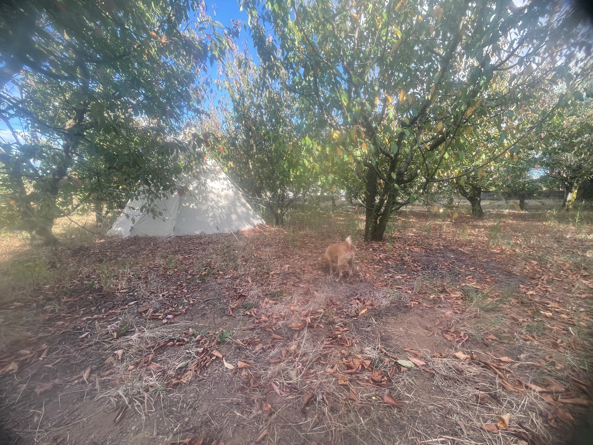 Tipi (5m) in de kersenboomgaard