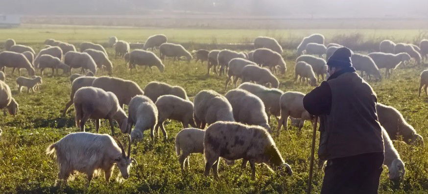 El Tribunal de la UE acepta las condiciones para las ayudas de la Política Agraria Común