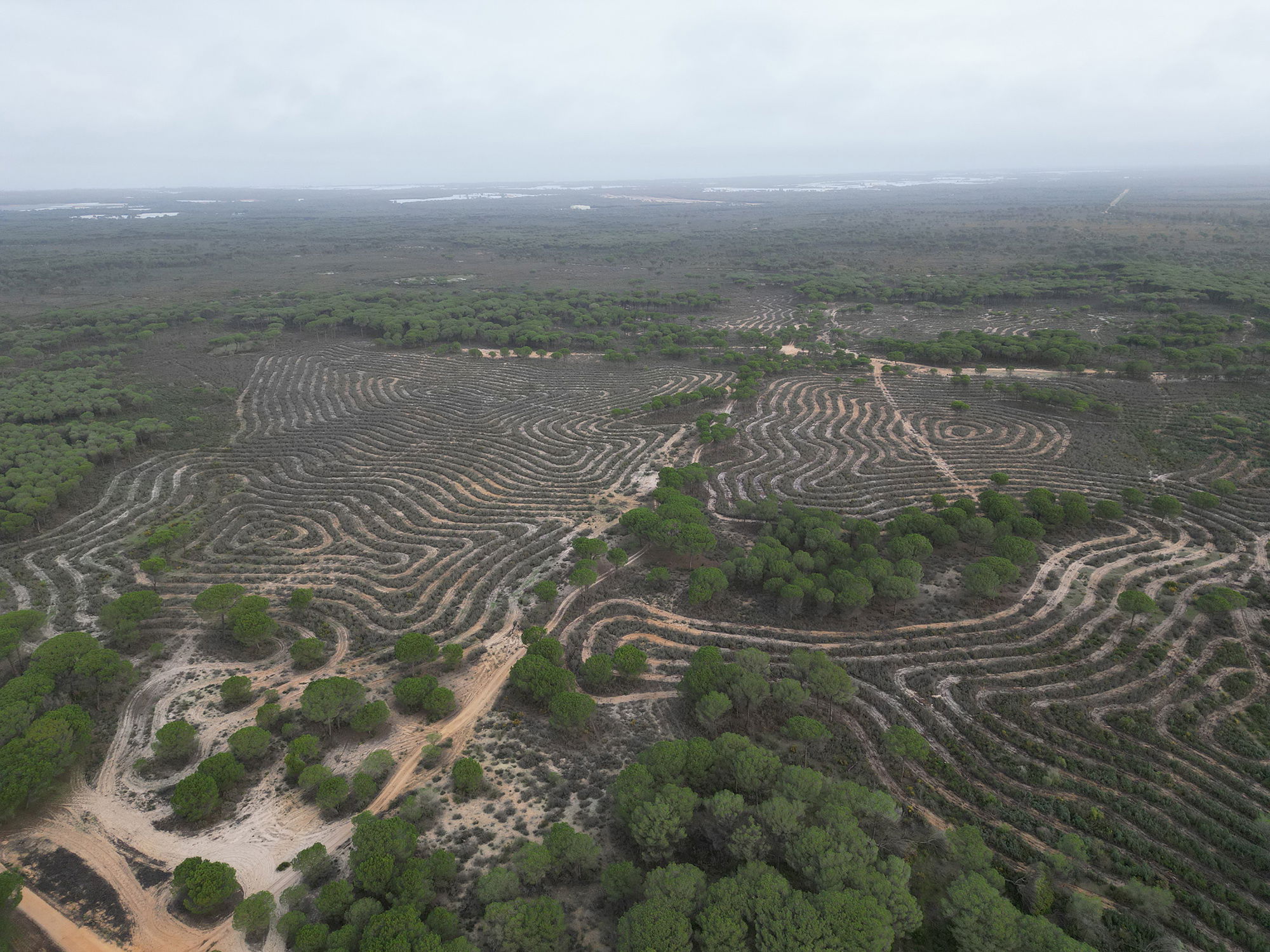 Helvetia reforesta bosques en Doñana y Zarzalejo