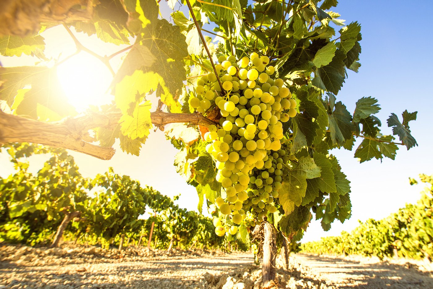 Jerez y Manzanilla se hacen valer en Europa