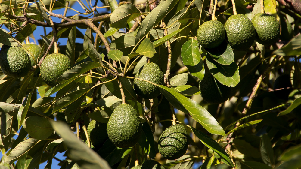 Aguacate de Canarias ya es indicación geográfica protegida