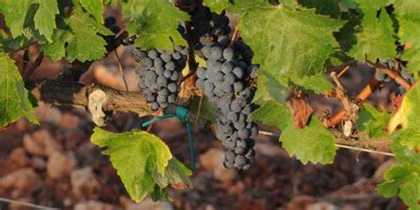 Los vinos Isla de Menorca mejoran su protección