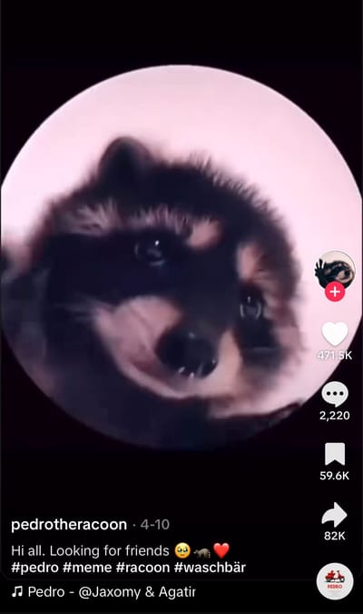 Pedro el Mapache gana los premios de TikTok