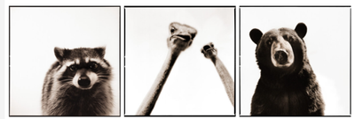 Una mirada distinta sobre la fauna salvaje