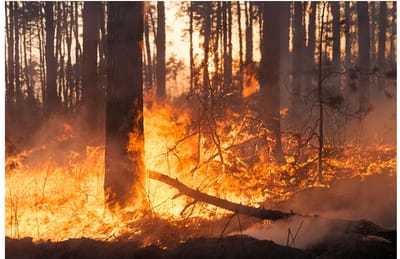 Los notarios asesoran gratis por los incendios