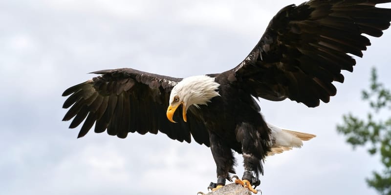 20. Holdnap – Szimbóluma a Sas