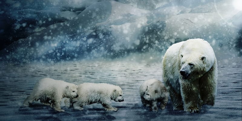 24. Holdnap – Szimbóluma a Medve