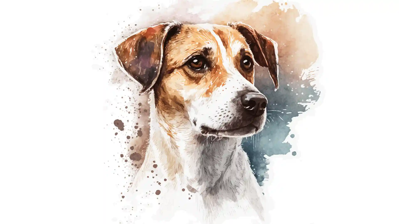 Aria és a Magányos Kutyus