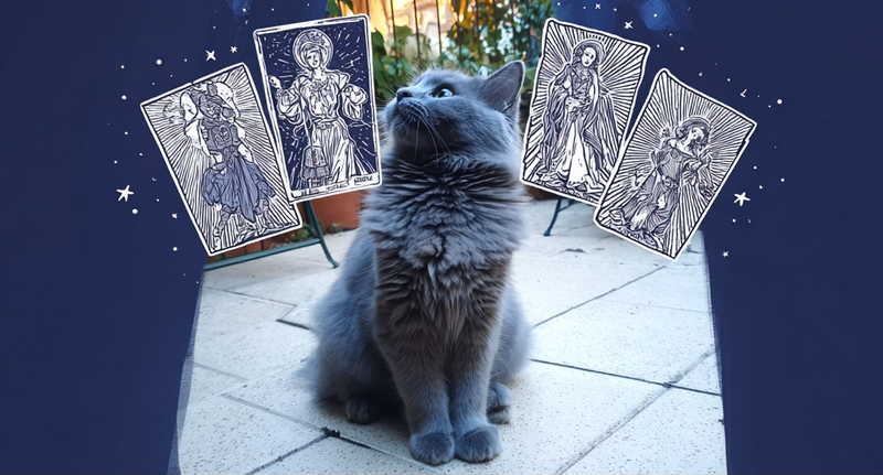 Amikor a cica tanít – Tarot lapok elemzése
