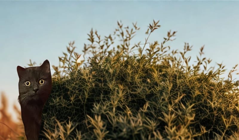 Amikor a cica tanít – Tarot lapok elemzése