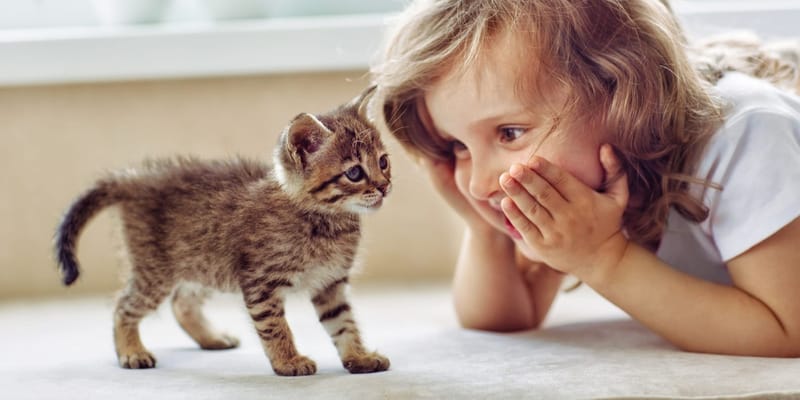 Szülők Felelőssége a Nevelésben: Hogyan Juthat El Egy Gyermek Lelke az Erőszakig?