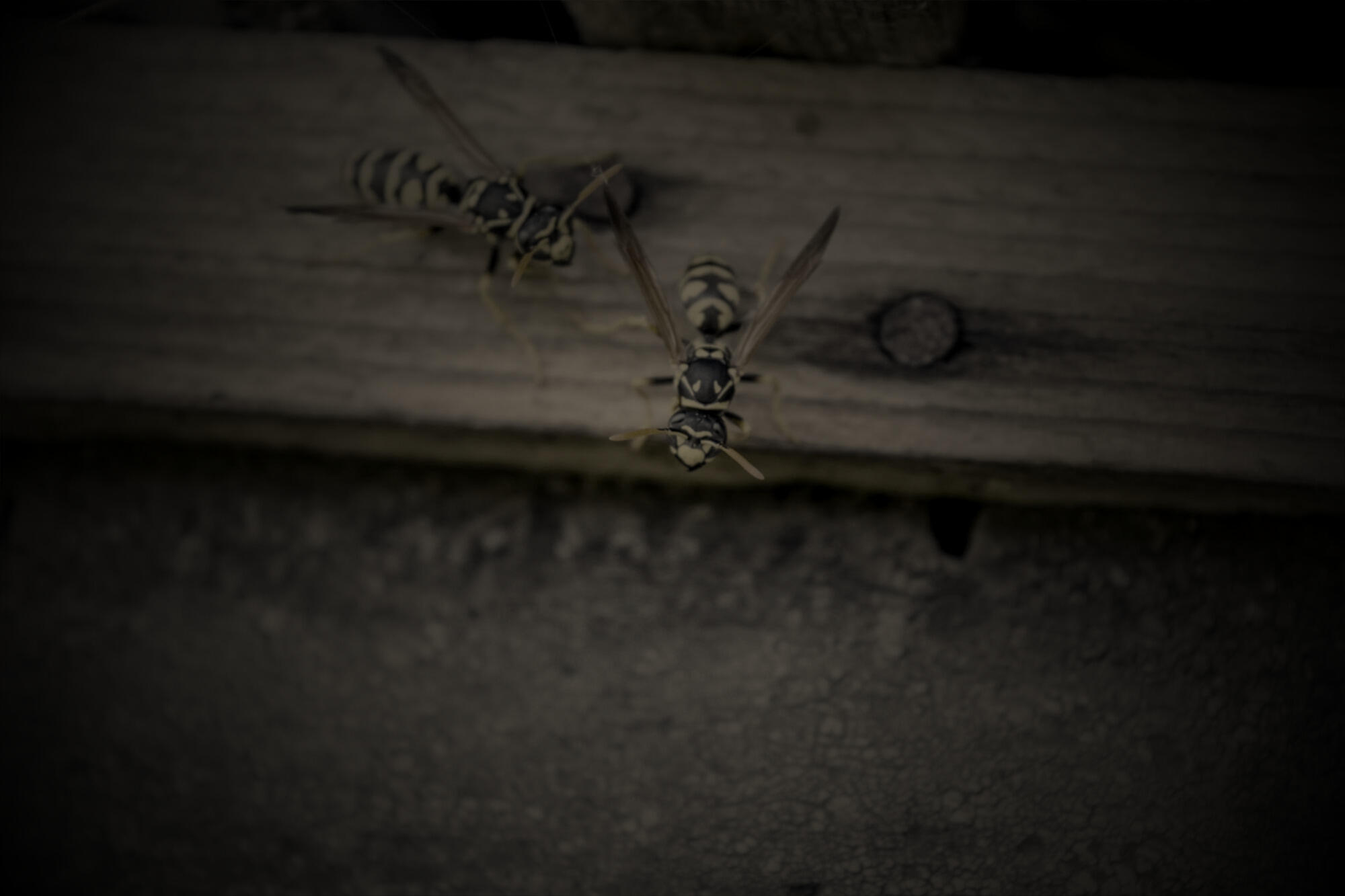 Wasp nest