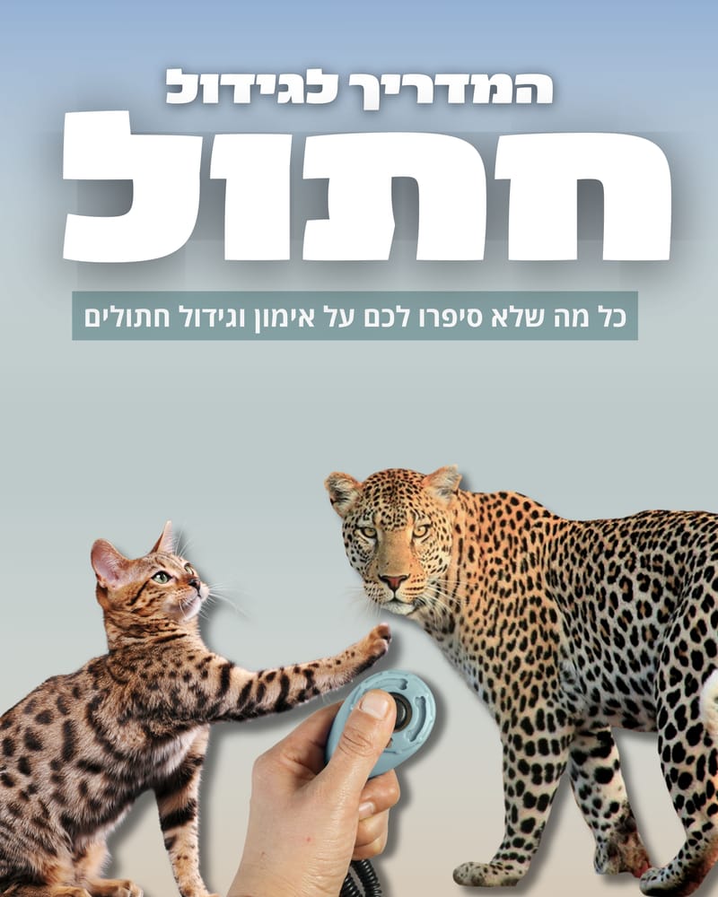 המדריך הדיגיטלי להתנהגות חתולים - מדריך PDF עם קטעי וידיאו להמחשה