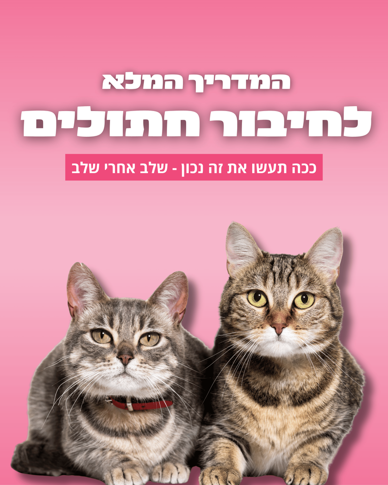 המדריך לחיבור חתולים - מדריך PDF עם קטעי וידיאו להמחשה