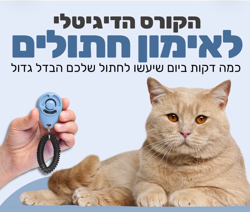 הקורס הדיגיטלי לאימון חתולים 🐈‍⬛🎓