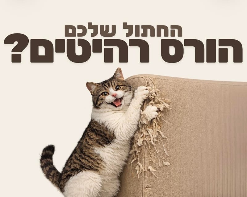 הקורס הדיגיטלי לטיפול בהשחזת רהיטים 🐈🛋️