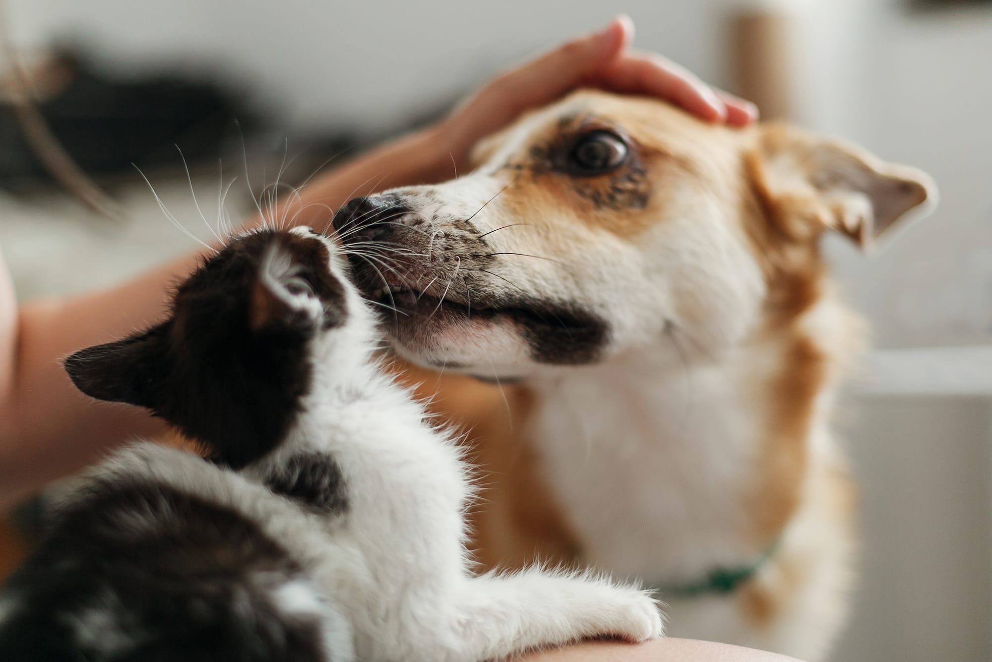 AMORE PER GLI ANIMALI