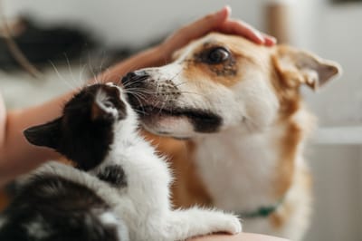 AMORE PER GLI ANIMALI