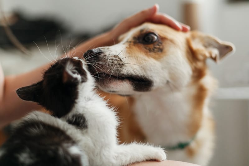 AMORE PER GLI ANIMALI: NUOVA PAGINA!