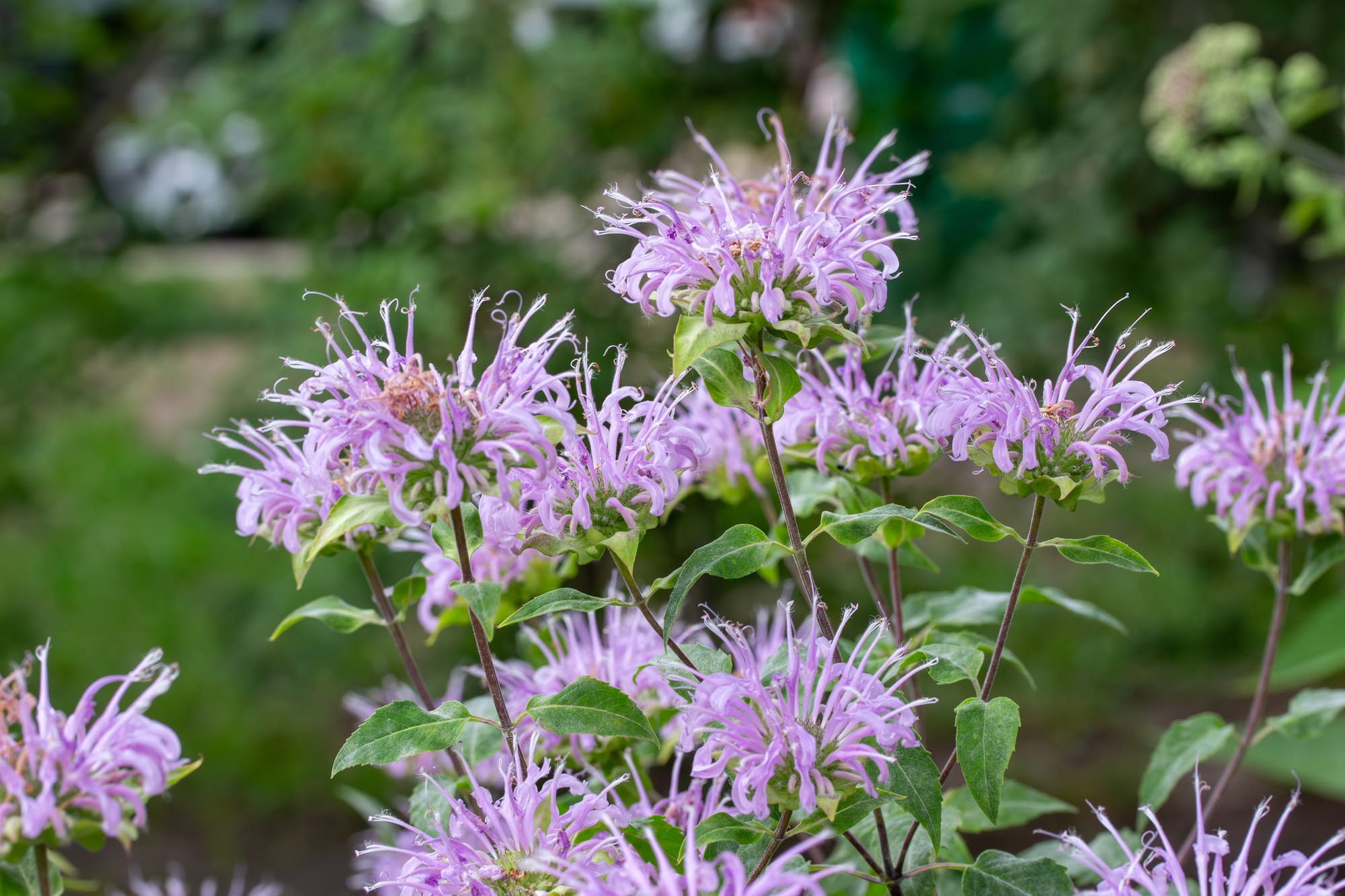 Bergamot (Citrus beramia)